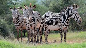 Zebras stick together in herds. Mpala Live Field Guide Grevy S Zebra Mpalalive