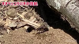 ベッコウバチ 駆除