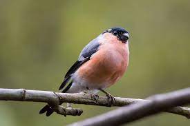 Tablou fosforescent pasare botgrosâ â tabloulâ fosforescentâ pasare botgros. Botgrosul O PasÄƒrea Cu Ciocul Gros DeÈ™tepÈ›i Ro