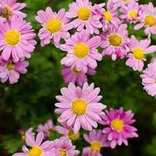 Check spelling or type a new query. Fall Mum Chrysanthemum