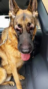Please Be Aware Of Bee Stings German Shepherd Dogs Animals
