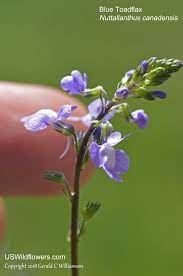 Weeds with purple flowers in nc. Us Wildflower S Database Of Blue Wildflowers For North Carolina