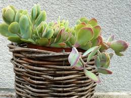 Image result for Crassula alticola
