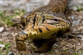 Colombian Tegu Caresheet Tegu Amphibians Reptiles Pet