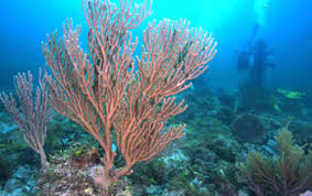 The sahara and the arabian. Natural Underwater Springs Show How Coral Reefs Respond To Ocean Acidification Nsf National Science Foundation
