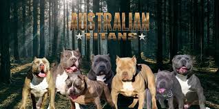 We are a kennel located in oklahoma, however we do ship anywhere in the united states and our bluenose pitbull puppies are world renown, and also available in $state. Australian Titans Xl American Bullys Home Facebook