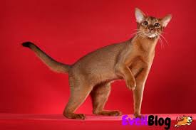 En Az Tuy Doken Kedi Irklari Evcilblog