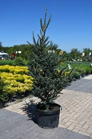 Image result for Rourea orientalis