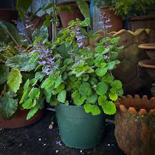 Image result for Plectranthus swynnertonii