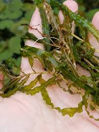 Image result for Potamogeton crispus