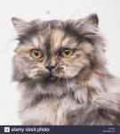 Persian Kittens For Sale-Red Persian kittens-Tortie ...