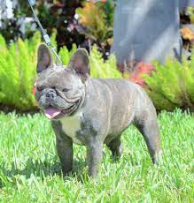 Our French Bulldog Dams French Bulldog Breeders Poetic French Bulldogs French Bulldog Breeders French Bulldog French Bulldog Puppies