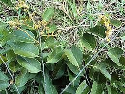 Image result for Ventilago