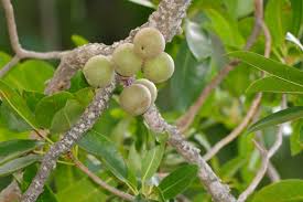 Image result for Ficus sansibarica