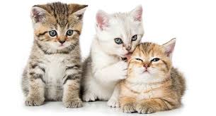 ~cats ｆｕｌｌ ｍｏｖｉｅ 2019 online free (((hq watch))) √ #watchcatsmovieonline #free #cats #catsmovie #movie #movieonline #download #watch #stream #hd #1080 #720 #english #onlinefree #freemovie #fullfree #fullmovie. Goodmorning This Week I Have No Inspo For You Just Cuteness Because Some Days That S All We Need These Ki Cute Cat Names Cute Cat Pretty Cats