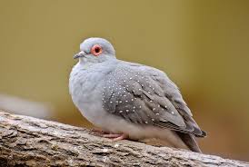 Gambar burung dari biji bijian. Gambar Burung Dara Merpati Dan Sejenisnya Alihamdan Burung Merpati Gambar