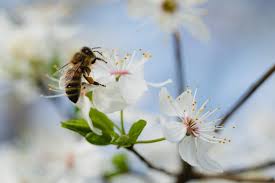The following are all great options use in garden beds, pots, containers and hanging baskets, and watch your plants reach their flowering potential before your eyes, bringing bees into your backyard! Flowers That Attract Bees To Your Garden Appleyard London