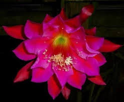 Maybe you would like to learn more about one of these? How To Plant And Grow Night Blooming Cereus Orchid Cacti And Epiphyllums Almost Eden