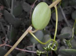 We did not find results for: String Of Coins Plant Care And Propagation Guide Succulent Alley