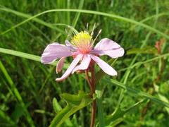 Image result for Clappertonia ficifolia