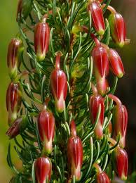 Image result for Erica whyteana