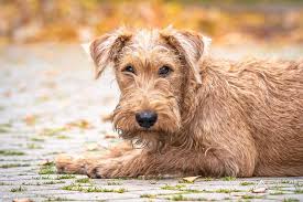 Image result for irský teriér