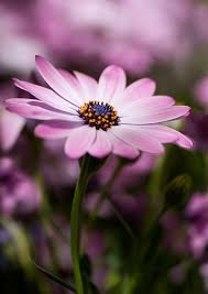 Osteospermums Soprano White And Symphony Hybrid Flowers Photography Fall Flowers Sunflowers And Daisies