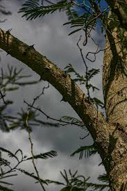 Image result for Acacia polyacantha