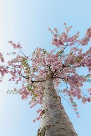 Here are the top 10 there is still time to buy trees for this spring shipping season. Sublim Ature Drammen Norway Hesam Beautiful Tree Beautiful Nature Flowering Trees
