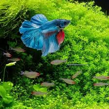 Le Combattant Comment Creer L Aquarium Ideal Pour Votre Betta Fiches Conseils Aquariophilie Akouashop Com Aquariophilie