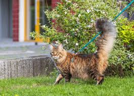 This way, they will get used to the smells and sounds of each other without any chance of a bad encounter. The Dos And Don Ts Of Walking Your Cat Texas Humane Heroes
