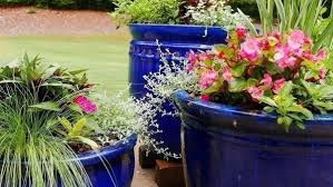 Click on image to view plant details. Spice Up Your Garden With Tropical Beauties Finegardening