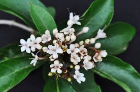 Image result for Volkameria glabra