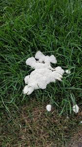 Keep Your Artificial Lawn Looking Fresh With This Simple Maintenance Tip