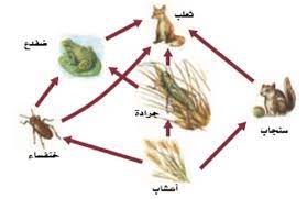 انتقال الطاقة في النظام البيئي interactive worksheet by ahlam alghasham wizer me my images edtech