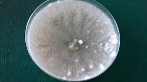 Image result for Eriocoelum microspermum
