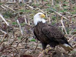 Birds Of Southern Illinois Shawnee National Forest In Southern Illinois Is A Great Place To See Birds Shawnee National Forest National Forest Shawnee