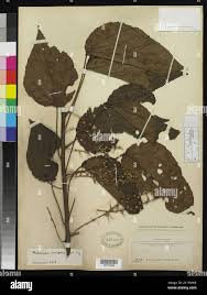 Image result for Alchornea cordifolia