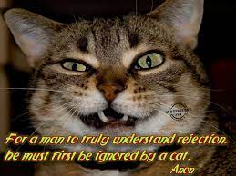 Scary Cat Quotes Quotesgram Cat Quotes Funny Cat Quotes Silly Cats
