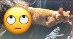 In case you wondered if Leland and Duane Lee are still in contact etc, here  is your answer. Leland works in Florida at times, and will stop by to see  his big