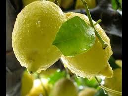 Crema di limoncello fatto in casa da benedetta. Limoncello Ricetta Originale Casaegiardino It Youtube