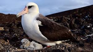 The albatrosses finding new foster families