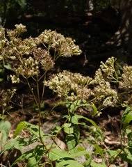 Image result for Blepharispermum pubescens