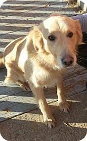 Maybe you would like to learn more about one of these? Lola At Barktown Rescue Golden Retriever Pets Dog Adoption