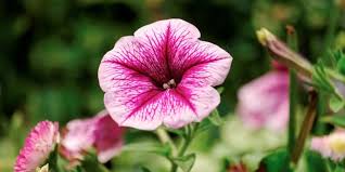 Image result for foto petúnie