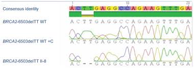 Image result for BRCA2