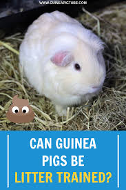 Pin On Guinea Pig Care