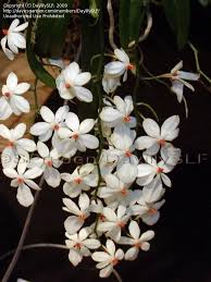 Image result for Aerangis stelligera