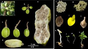 Image result for Cylicomorpha parviflora