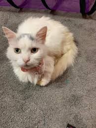 Lost friendly black cat in Mentor Headlands area